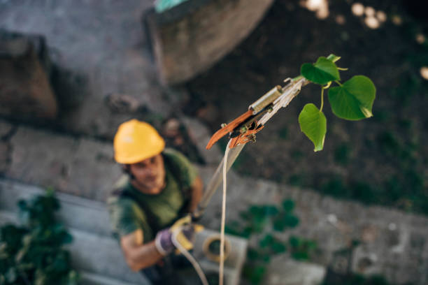 Best Arborist Services Near Me  in Lake Butler, FL